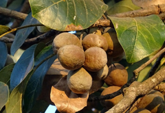 Baheda
