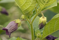 Belladonna