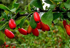 Berberis aristata