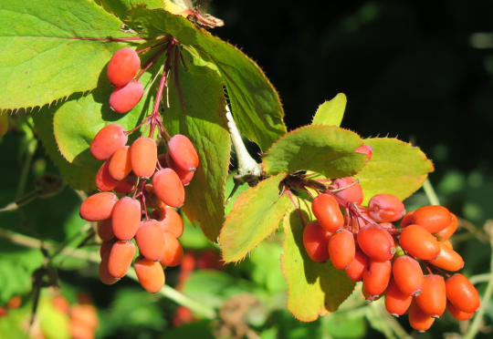 Berberis vulgaris