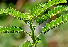 Bhoomi Amla