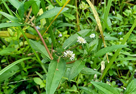 Bhringraj