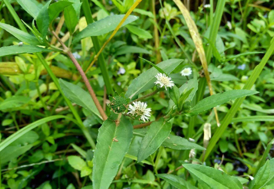 Bhringraj