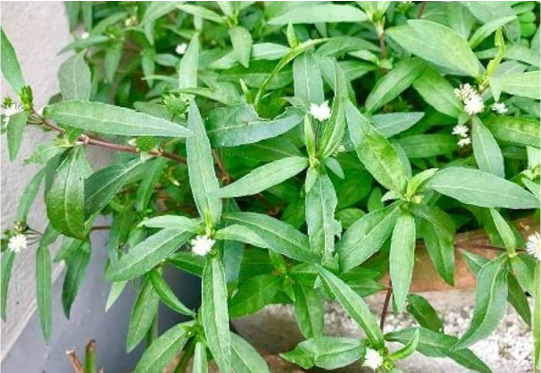 Bhringraj