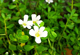 Brahmi