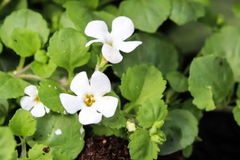 Brahmi