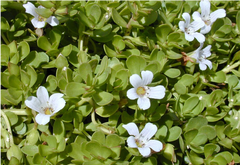 Brahmi