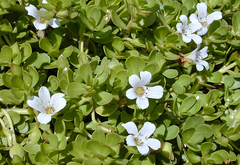  Brahmi