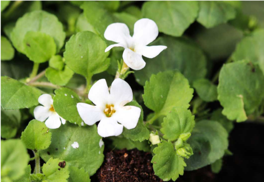 Brahmi