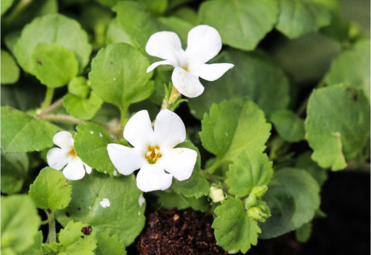 Brahmi