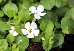 Brahmi