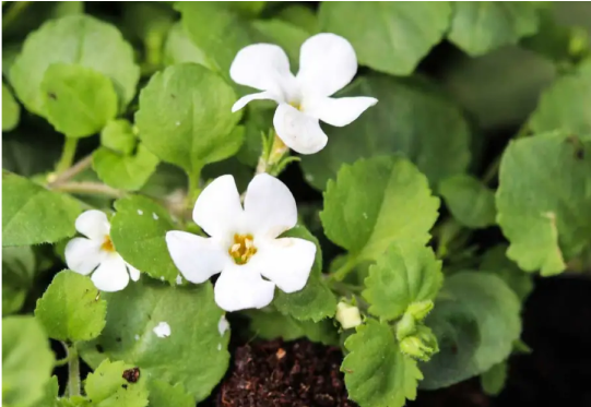 Brahmi