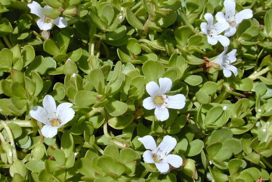 Brahmi
