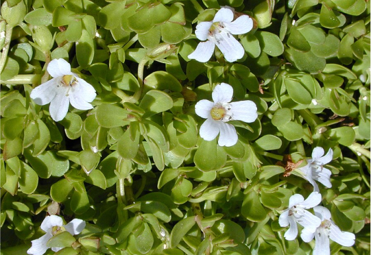 Brahmi