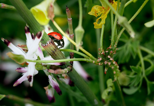 Cantharis
