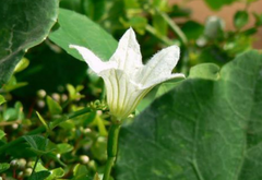 Cephalandra indica