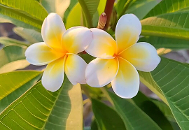 Champa