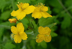Chelidonium M