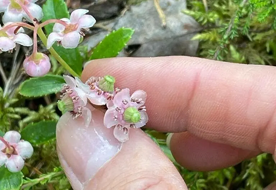 Chimaphila