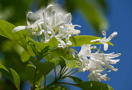 Chionanthus V