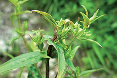 Chirayata