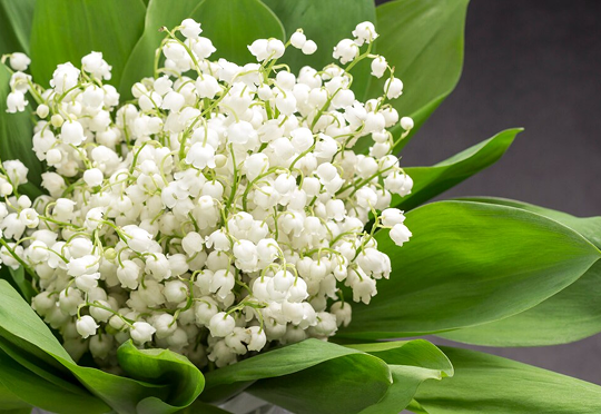 Convallaria Majalis