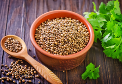 Coriander (Dhaniya)