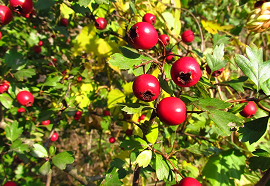 Crataegus Oxy