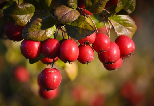 Crataegus Oxyacantha