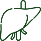 Encourages Liver Wellness