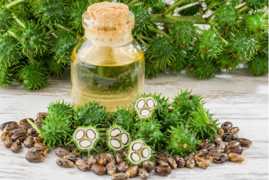 Erand Oil