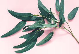 Eucalyptus
