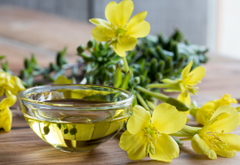 Evening Primrose Oil