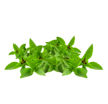 Fenugreek