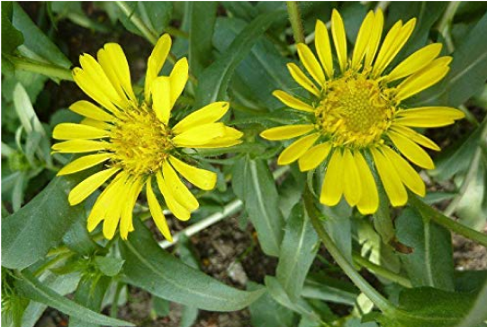 Grindelia Robusta