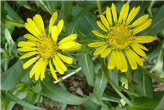 Grindelia Robusta