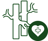 Supports Blood Circulation