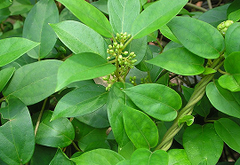 Gymnema Syl