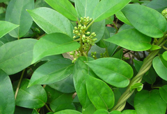Gymnema sylvestre