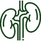 Improves Kidney Function