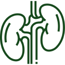 Improves Kidney Health