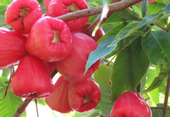 Jambu