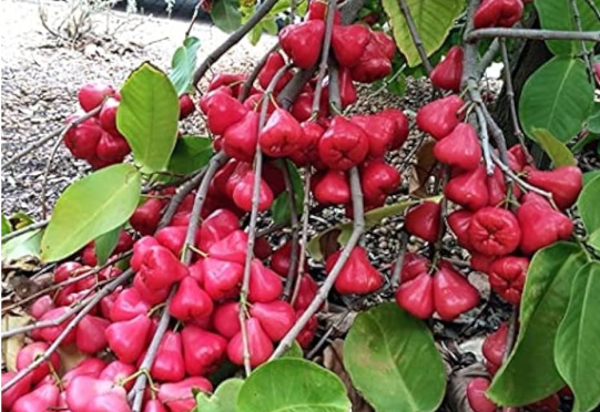 Jambu
