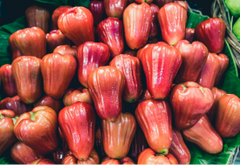 Jambu