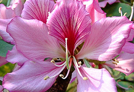 Kachnaar (Bauhinia variegata)
