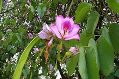 Kachnar