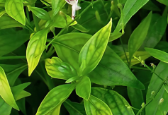 Kalmegh (Andrographis paniculata)