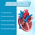 Heart Care support with circulation function wellness points