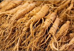 Korean Ginseng