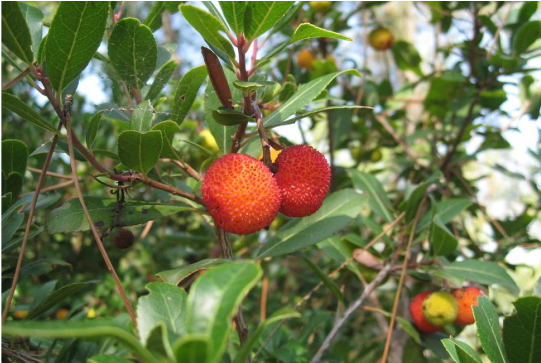 Kumariasava 